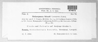 Image of Melampsora hirculi